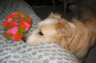 dog with head resting on bed next to brightly colored toy